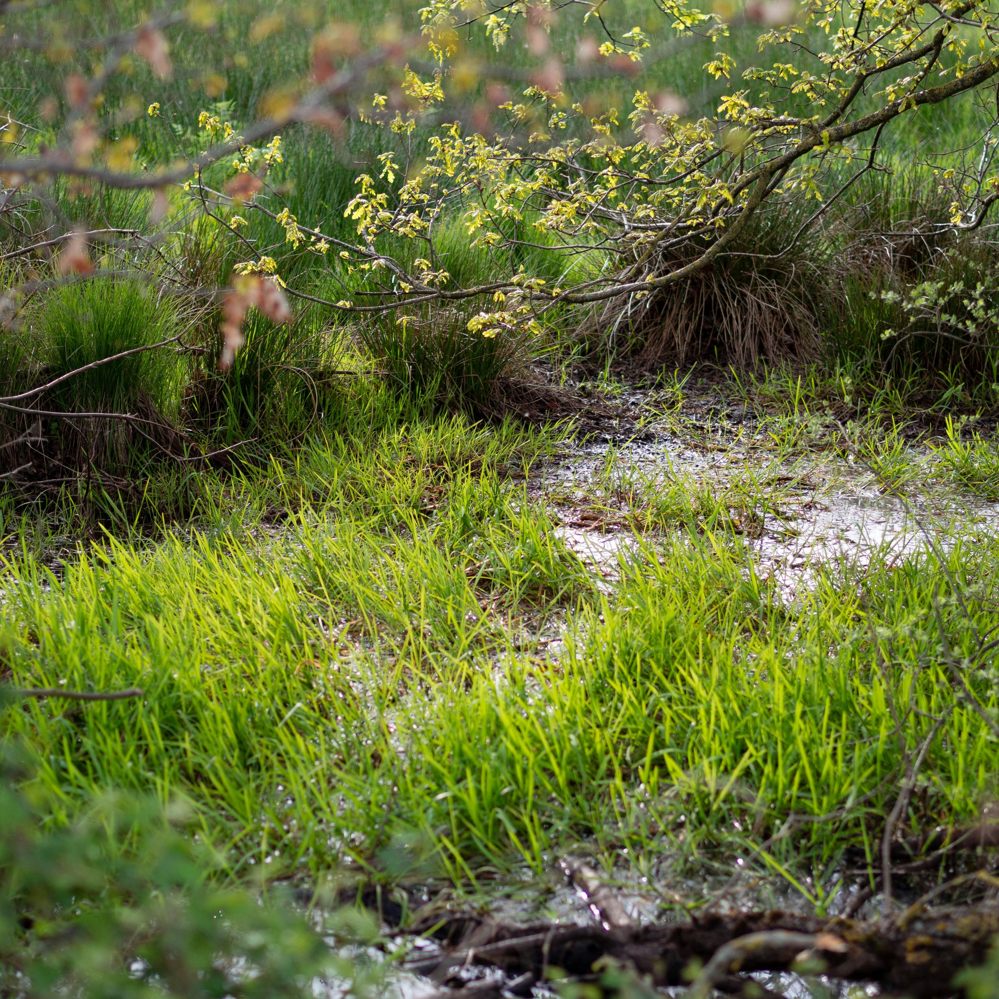 Vernal Pools Spring Hike - logo